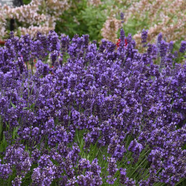 Lavandula ang SuperBlue