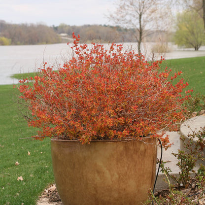 Spirea Double Play Big Bang
