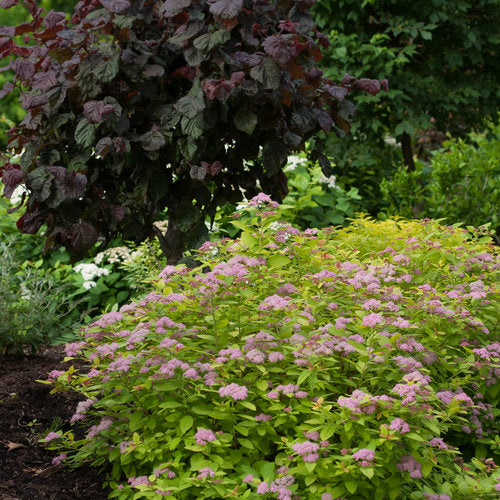 Spirea Double Play Big Bang