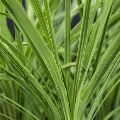 Dracaena indivisa, Accent Spikes
