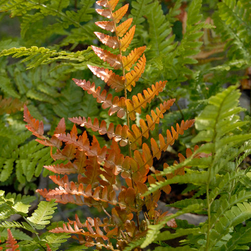Dryopteris Autumn Fern Autumn Fern