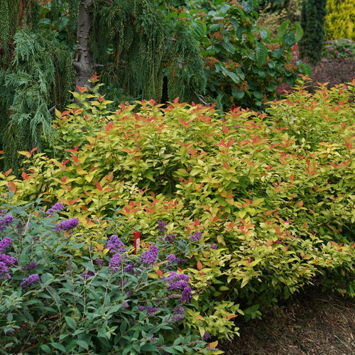 Spirea Double Play Candy Corn
