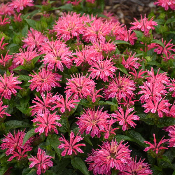 Monarda Bee Balm Leading Lady Pink