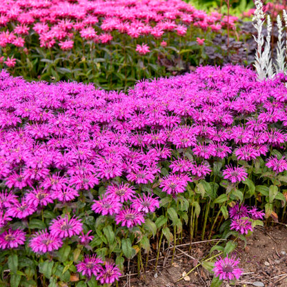 Monarda Bee Balm Leading Lady Plum