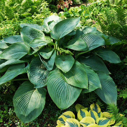 Hosta Plantain Lily Shadowland Empress Wu