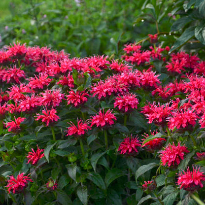 Monarda Bee Balm Cherry Pops