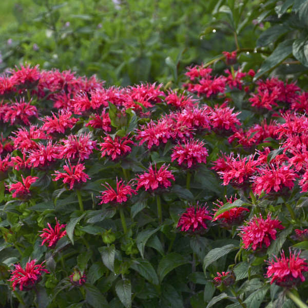 Monarda Bee Balm Cherry Pops