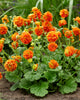 Geum Avens Pumpkin Orange