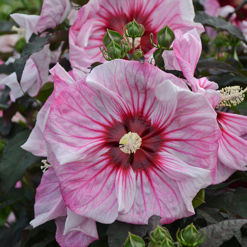 Hibiscus Rose Mallow Summerific Cherry Choco Latte