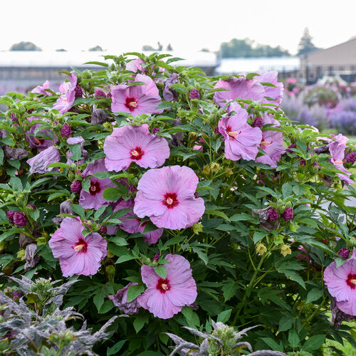 Hibiscus Rose Mallow Summerific Lilac Crush