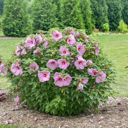 Hibiscus Rose Mallow Summerific Lilac Crush