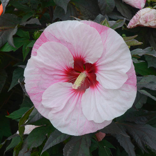 Hibiscus Rose Mallow Summerific Perfect Storm