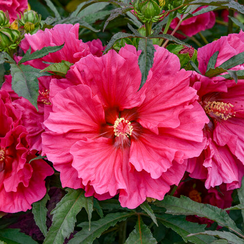 Hibiscus Rose Mallow Watermelon Ruffles