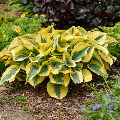 Hosta Plantain Lily Shadowland Autumn Frost