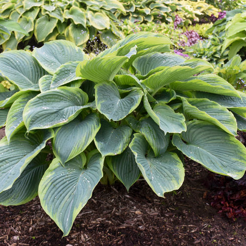 Hosta Plantain Lily Shadowland Wu-La-La