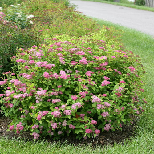 Spirea Double Play Big Bang