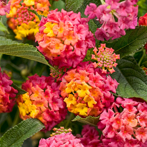 Lantana Luscious Berry Blend