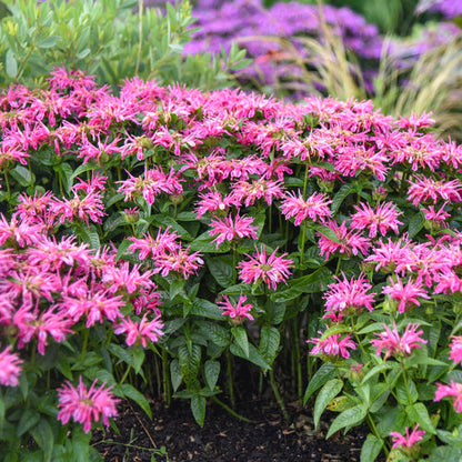Monarda Bee Balm Leading Lady Pink
