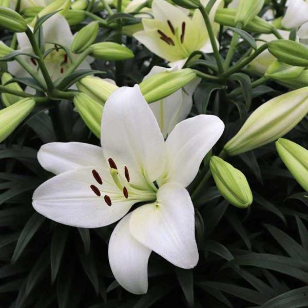 Lilium Lily La Summer Snow