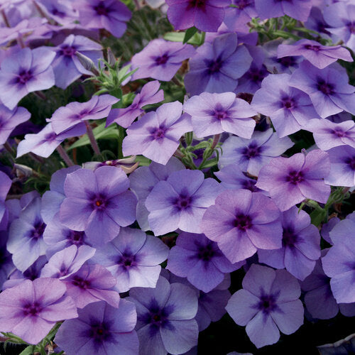 Phlox Southern Blaze Blueberry