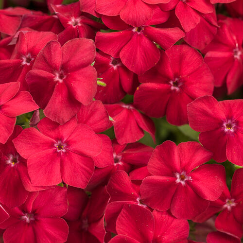 Phlox Southern Blaze Red Hot