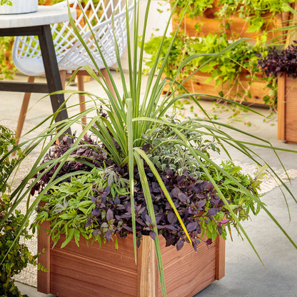 Dracaena indivisa, Accent Spikes