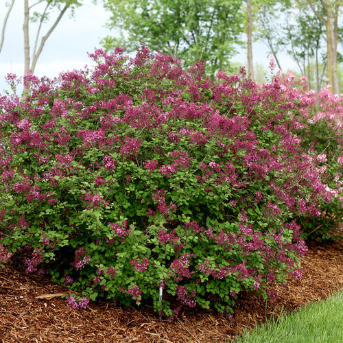 Syringa Bloomerang Dark Purple