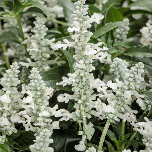 Salvia Unplugged White
