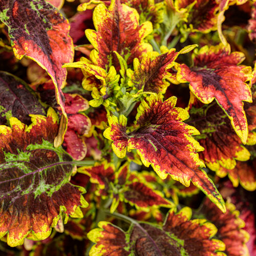 Coleus Colorblaze El Brighto