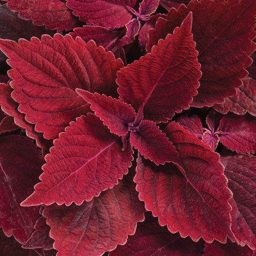 Coleus Colorblaze Rediculous