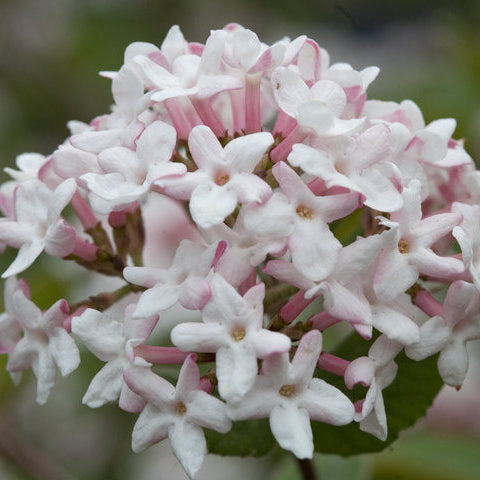 Viburnum Spice Girl
