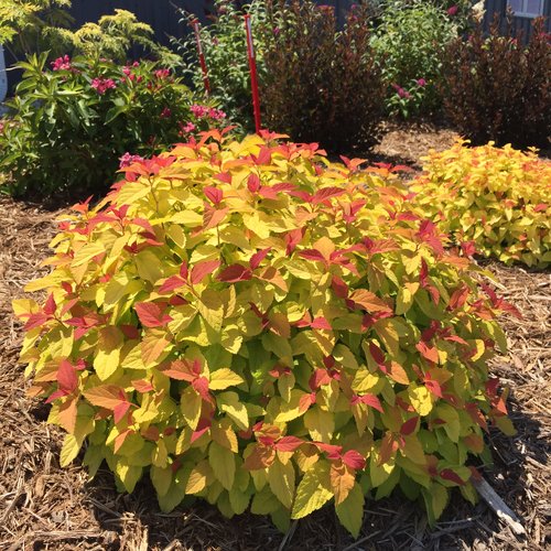 Spirea Double Play Candy Corn