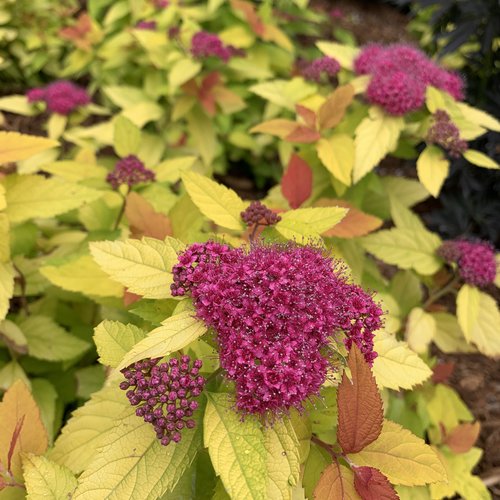 Spirea Double Play Candy Corn
