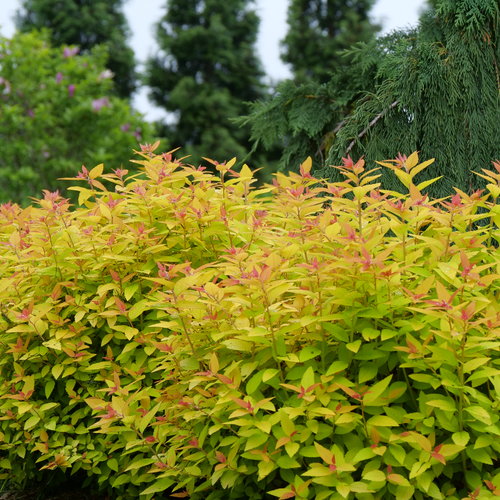 Spirea Double Play Candy Corn