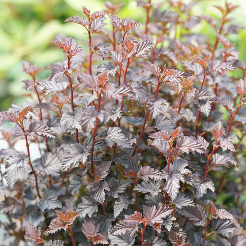 Physocarpus Summer Wine Black