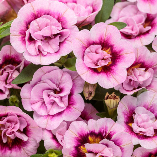 Calibrachoa Superbells Double Smitten Pink