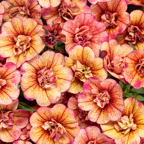 Calibrachoa Superbells Double Vintage Coral