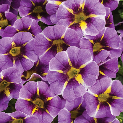 Superbells® Evening Star™ Calibrachoa hybrid