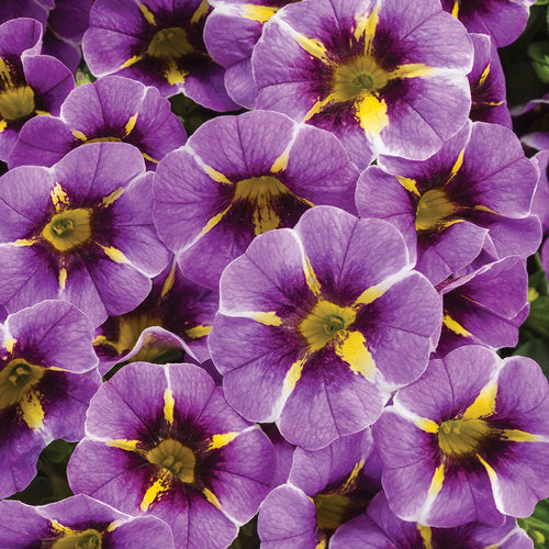 Superbells® Evening Star™ Calibrachoa hybrid