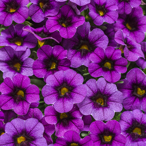 Calibrachoa Superbells Grape Punch