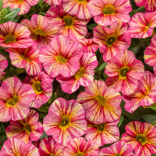 Calibrachoa Superbells Tropical Sunrise