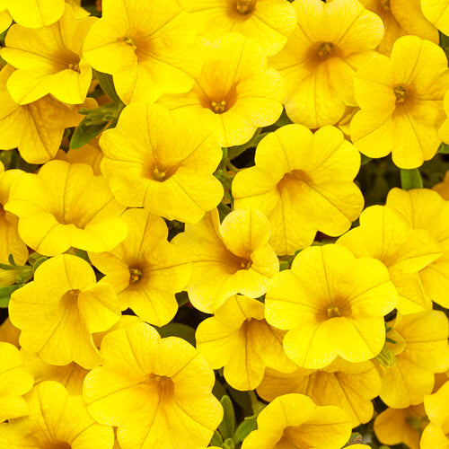 Calibrachoa Superbells Yellow