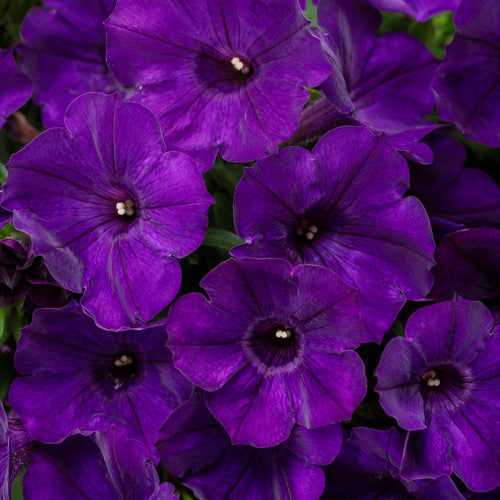 Petunia Supertunia Royal Velvet