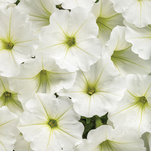 Petunia Supertunia Vista Snowdrift