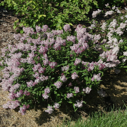 Syringa Baby Kim