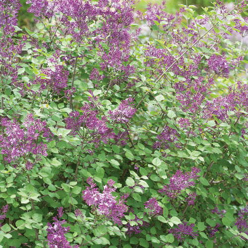 Syringa Bloomerang Dark Purple