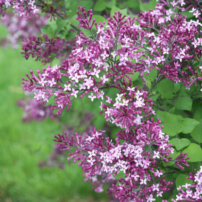 Syringa Bloomerang Dark Purple