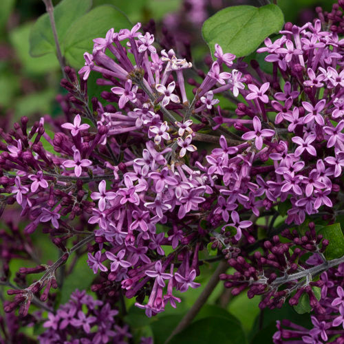 Syringa Bloomerang Dark Purple