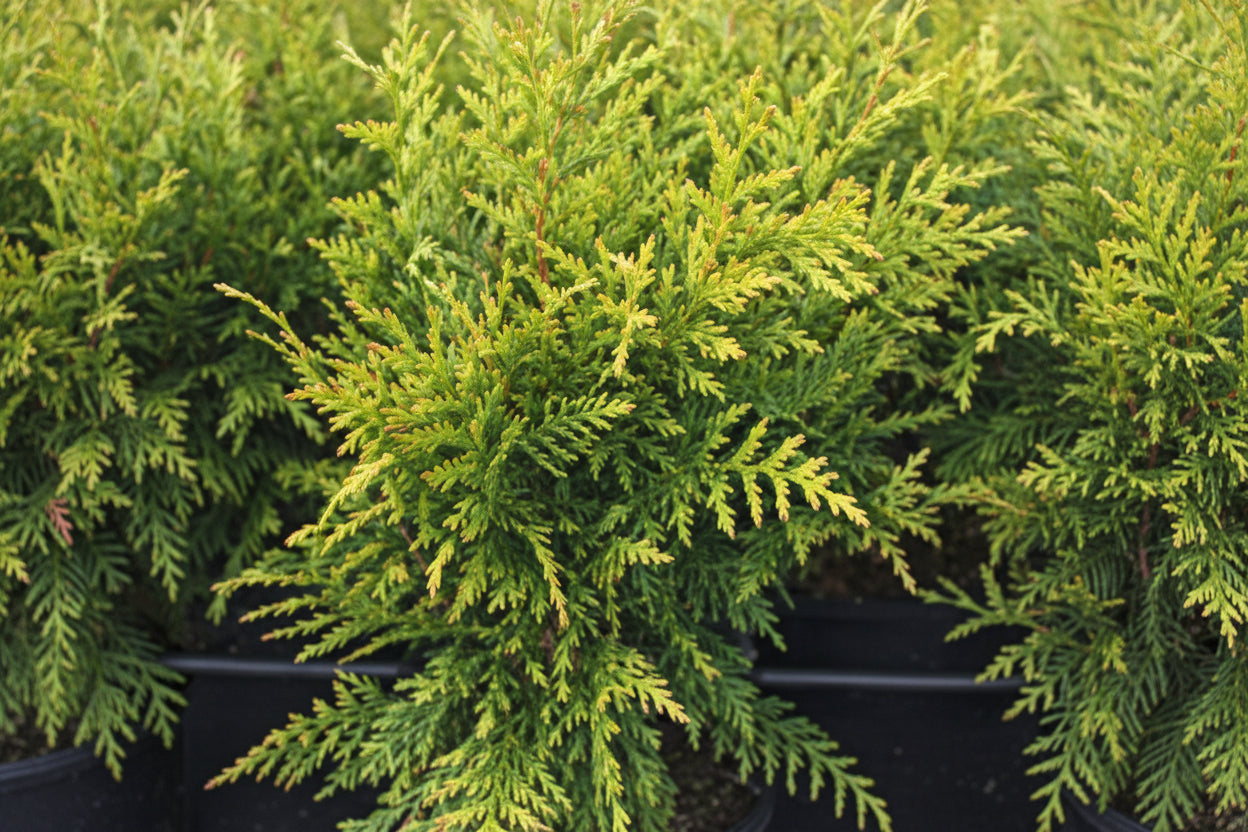 Thuja Green Giant