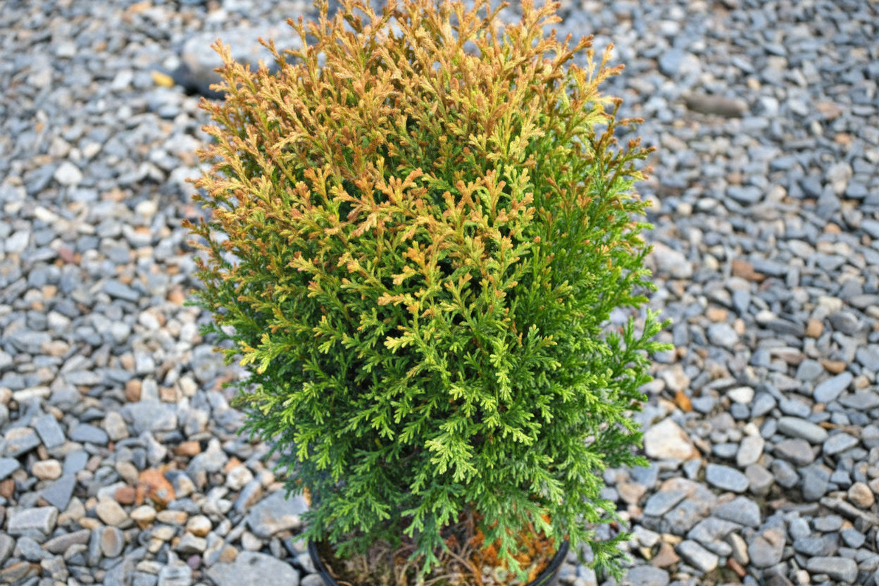 Thuja Little Giant